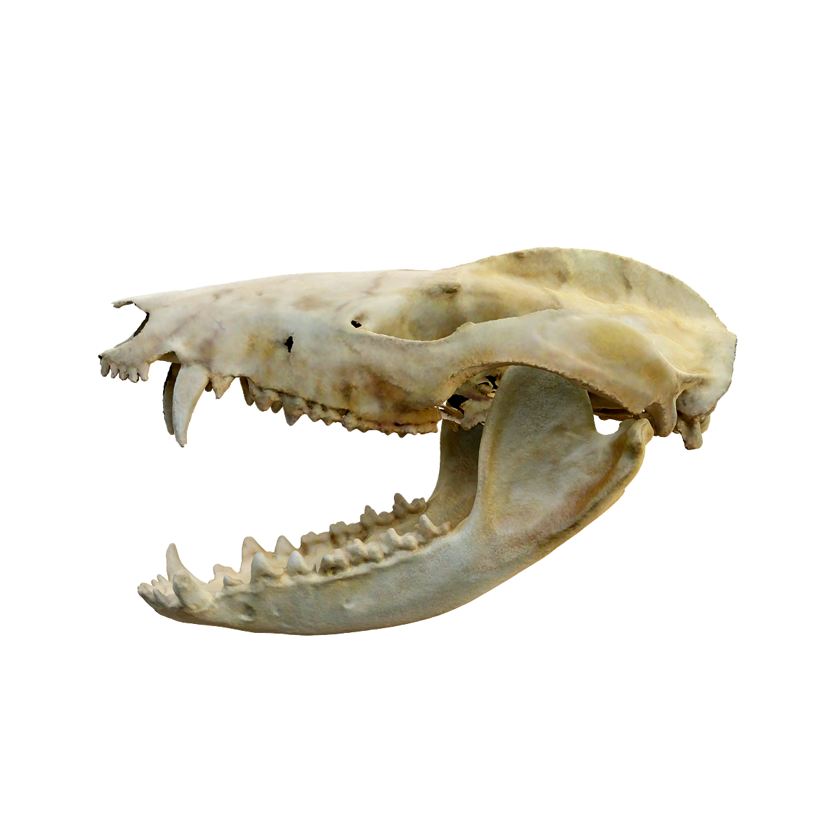 北美负鼠头骨 | 哺乳动物,杂食动物,头骨3D模型,夜间活动,独居动物,北美负鼠,北美负鼠头骨,Didelphisvirginiana,在城市出没,负鼠目,3D模型,3D打印,3D素材,obj,glTF,fbx,dae,stl,3ds,glb,usdz,3dmax,blender模型,VisionPro,3D建模,3D扫描,3d打印模型