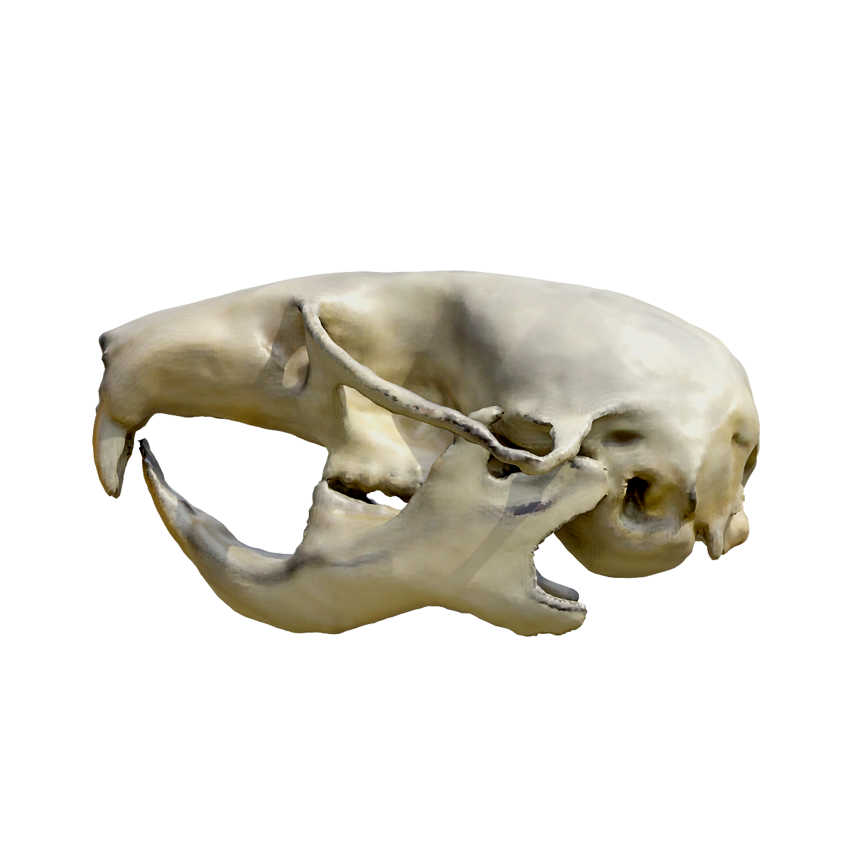 仓鼠头骨 | 哺乳动物,杂食动物,头骨3D模型,昼伏夜出,啮齿目,仓鼠,仓鼠头骨,Cricetinae,仓鼠科,鼠形啮齿动物,3D模型,3D打印,3D素材,obj,glTF,fbx,dae,stl,3ds,glb,usdz,3dmax,blender模型,VisionPro,3D建模,3D扫描,3d打印模型