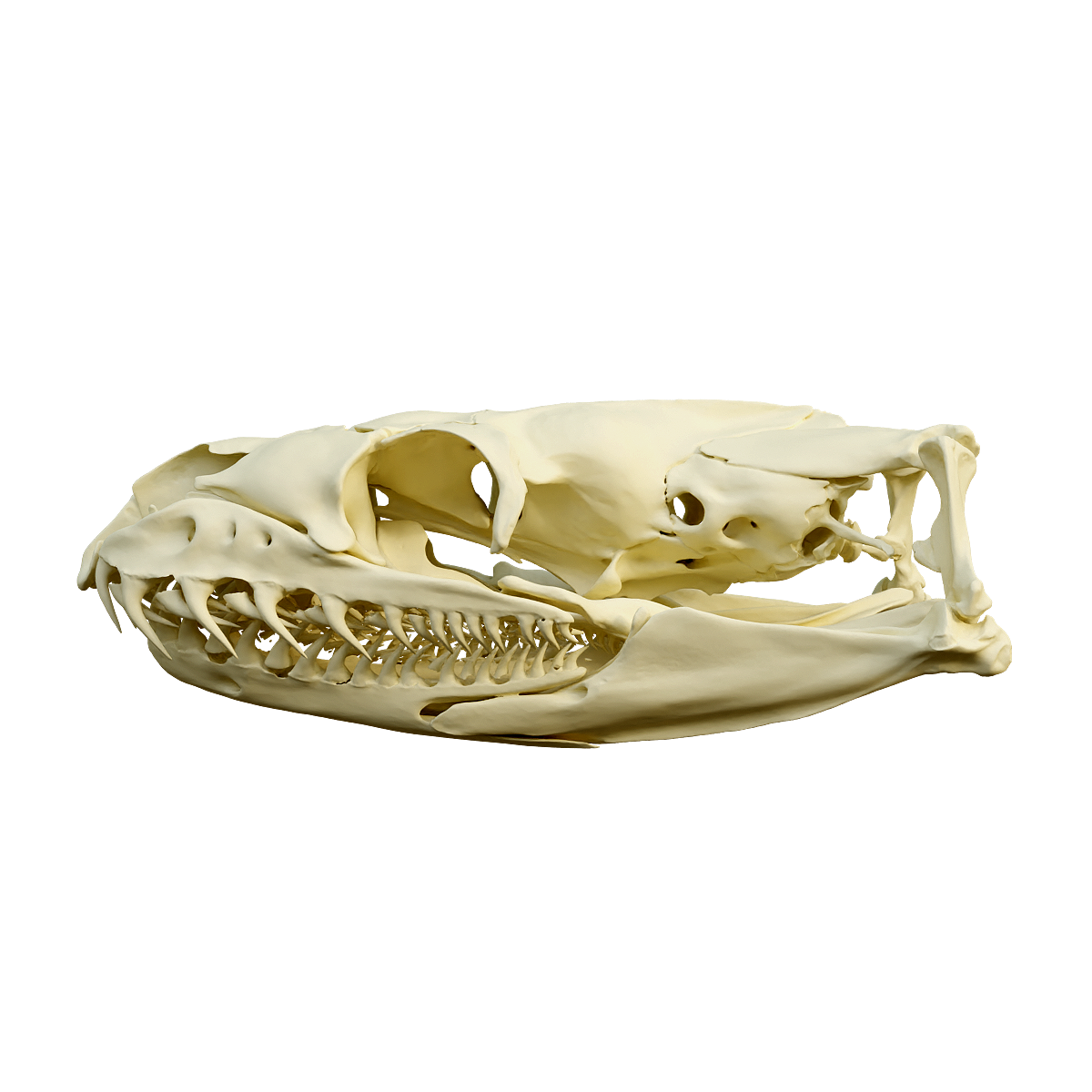 球蟒头骨 | 食肉动物,爬行动物,头骨3D模型,卵生动物,蛇类,球蟒,球蟒头骨,国王蟒,皇蟒,非洲蟒类最小种类,3D模型,3D打印,3D素材,obj,glTF,fbx,dae,stl,3ds,glb,usdz,3dmax,blender模型,VisionPro,3D建模,3D扫描,3d打印模型