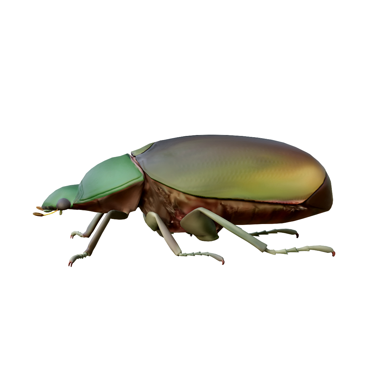 金甲虫 | 昆虫,节肢动物,甲虫,鞘翅目,金甲虫,虫类,中美洲哥斯达黎加,外表光鲜亮丽,金甲虫3D模型,金甲虫动画,3D模型,3D打印,3D素材,obj,glTF,fbx,dae,stl,3ds,glb,usdz,3dmax,blender模型,VisionPro,3D建模,3D扫描,3d打印模型