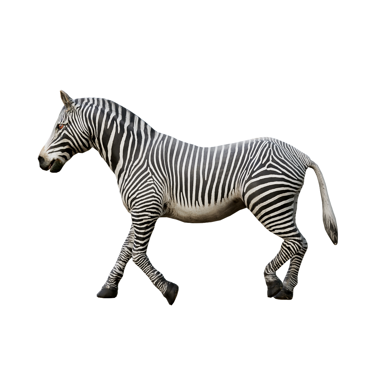 斑马 | 食草动物,哺乳动物,群居动物,马科,四足动物,斑马3D模型,斑马动画,每小时70千米,胆小怯懦,抗病能力强,3D模型,3D打印,3D素材,obj,glTF,fbx,dae,stl,3ds,glb,usdz,3dmax,blender模型,VisionPro,3D建模,3D扫描,3d打印模型