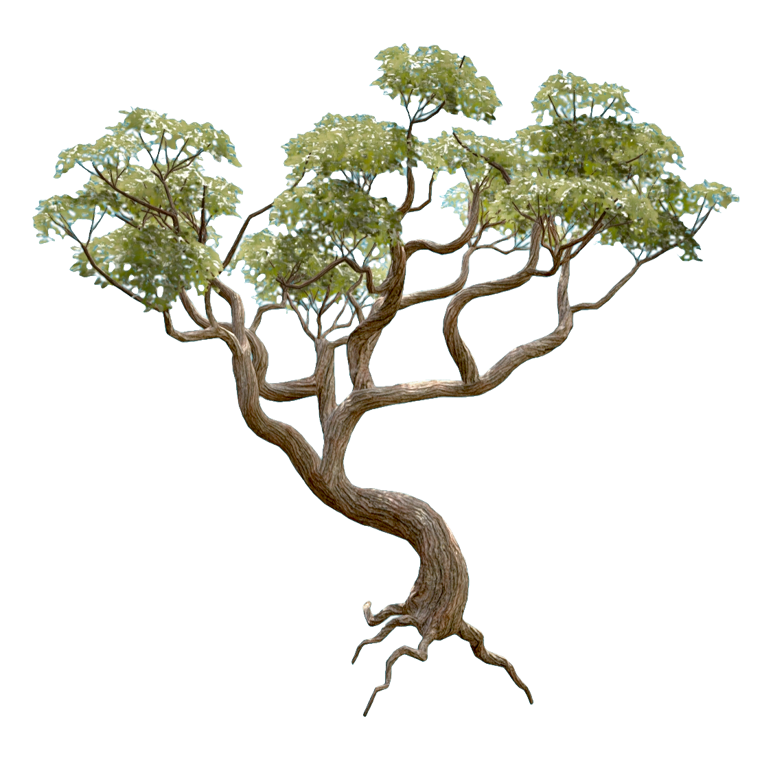 流苏树 | 植物,自然植物,树木3D模型,小乔木,流苏树,自然树木,耐寒耐旱,易于养护,适应性较强,春季盛开,3D模型,3D打印,3D素材,obj,glTF,fbx,dae,stl,3ds,glb,usdz,3dmax,blender模型,VisionPro,3D建模,3D扫描,3d打印模型