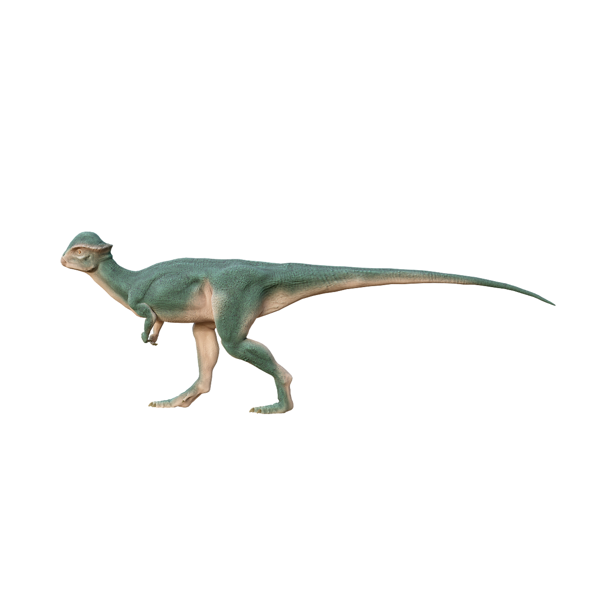 剑角龙3D模型动画 | 恐龙3D模型,远古生物,剑角龙,顶角龙,肿头龙家族,白垩纪晚期,食草恐龙,两足型恐龙,恐龙3D动画,坚硬的头骨,3D模型,3D打印,3D素材,obj,glTF,fbx,dae,stl,3ds,glb,usdz,3dmax,blender模型,VisionPro,3D建模,3D扫描,3d打印模型