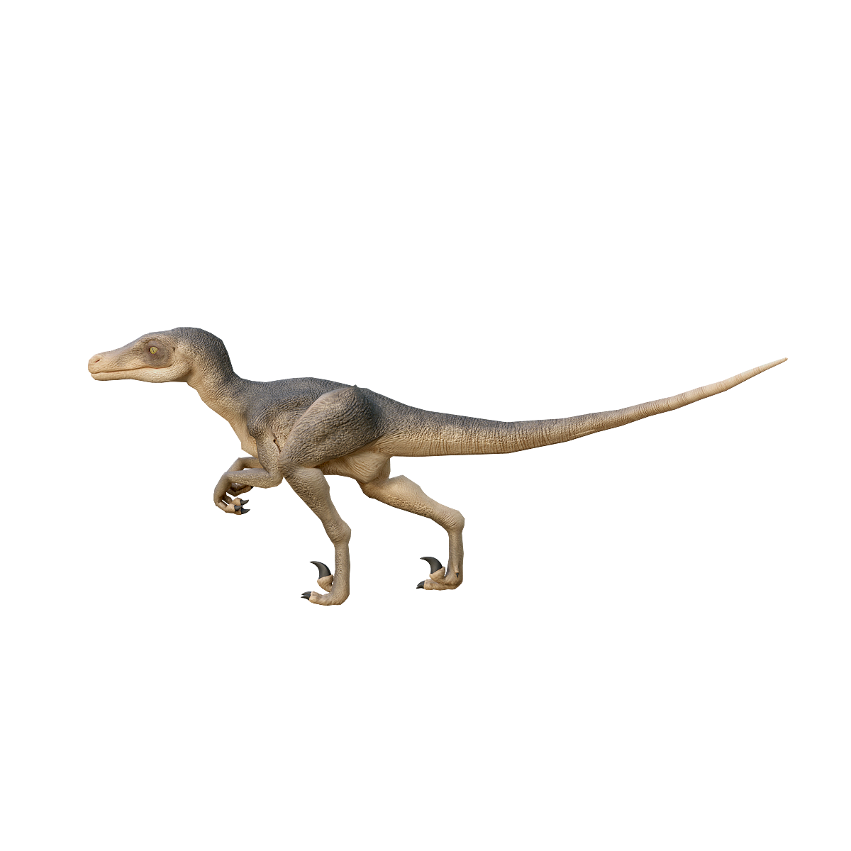 蒙古伶盗龙模型带3D动画 | 恐龙3D模型,小型恐龙,白垩纪晚期,食肉恐龙,两足型恐龙,速度敏捷,恐龙3D动画,蒙古伶盗龙,锋利的爪子,驰龙科,3D模型,3D打印,3D素材,obj,glTF,fbx,dae,stl,3ds,glb,usdz,3dmax,blender模型,VisionPro,3D建模,3D扫描,3d打印模型