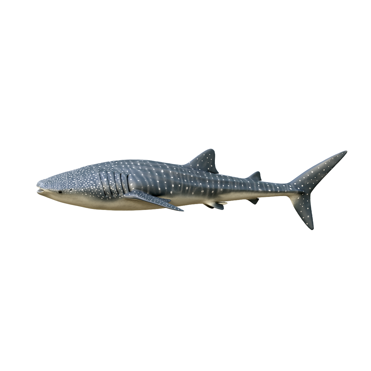 鲸鲨(带3D动画模型)