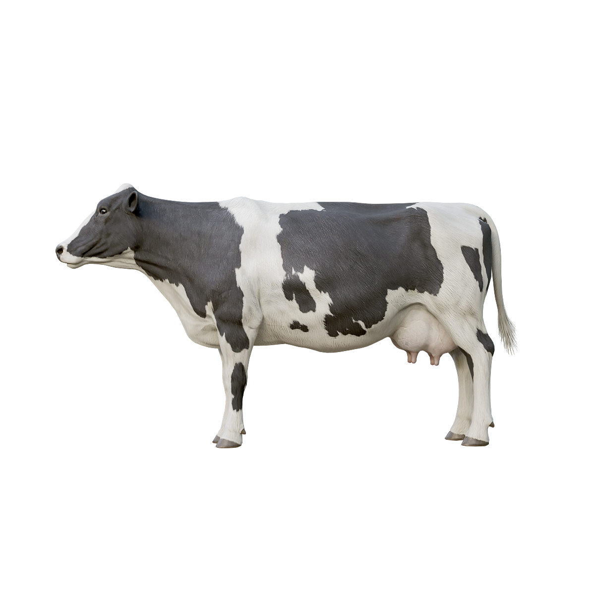 荷斯坦牛（带3D动画模型） | 食草动物,哺乳动物,奶牛,荷斯坦牛,体型大,牛类3D模型,牛类3D动画,适应性强,黑白相间的斑块,肌肉发达,3D模型,3D打印,3D素材,obj,glTF,fbx,dae,stl,3ds,glb,usdz,3dmax,blender模型,VisionPro,3D建模,3D扫描,3d打印模型