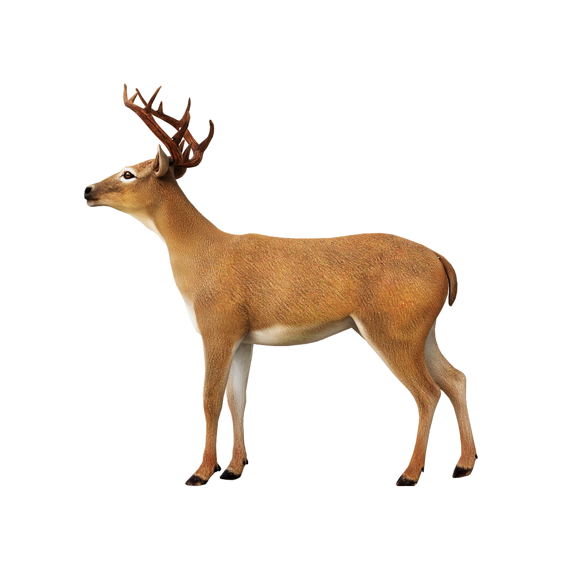 雄鹿模型3D动画 | 食草动物,野生动物,哺乳动物,雄鹿,鹿3D模型,鹿角,鹿科,四足型动物,鹿3D动画,常生活在森林、草原和沼泽地带,3D模型,3D打印,3D素材,obj,glTF,fbx,dae,stl,3ds,glb,usdz,3dmax,blender模型,VisionPro,3D建模,3D扫描,3d打印模型