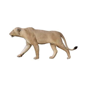 狮子（雌性）3D动画模型