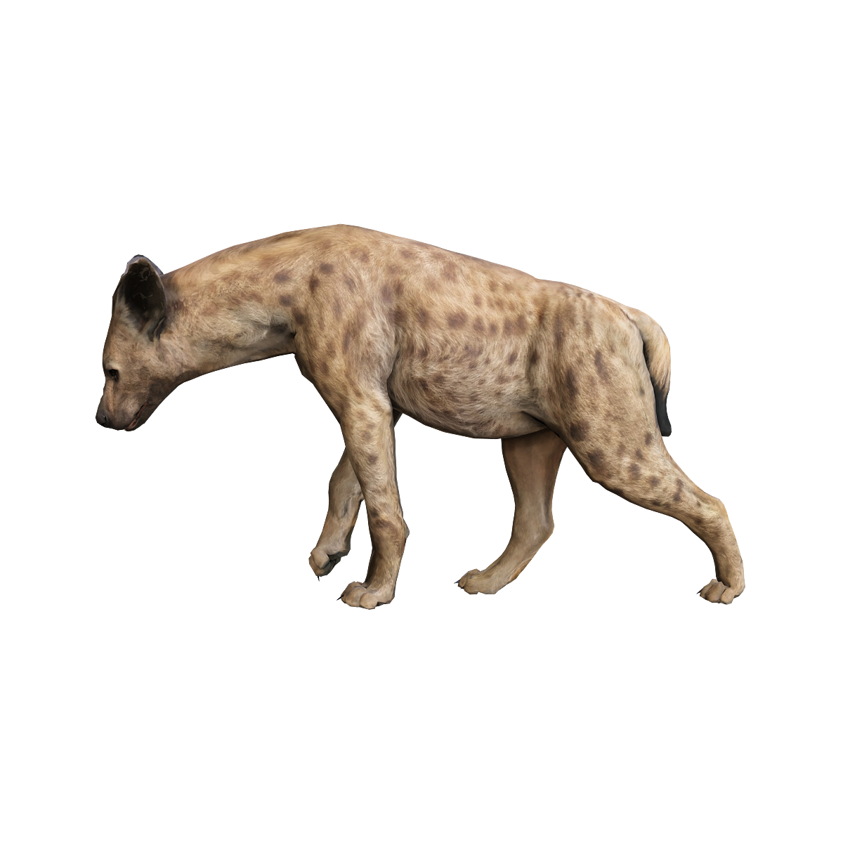 斑鬣狗（雄性）3D模型动画 | 食肉动物,哺乳动物,群居动物,大型动物,雄性斑鬣狗,斑鬣狗3D模型,斑鬣狗3D动画,鬣狗科,体型似犬,夜行性猛兽,3D模型,3D打印,3D素材,obj,glTF,fbx,dae,stl,3ds,glb,usdz,3dmax,blender模型,VisionPro,3D建模,3D扫描,3d打印模型