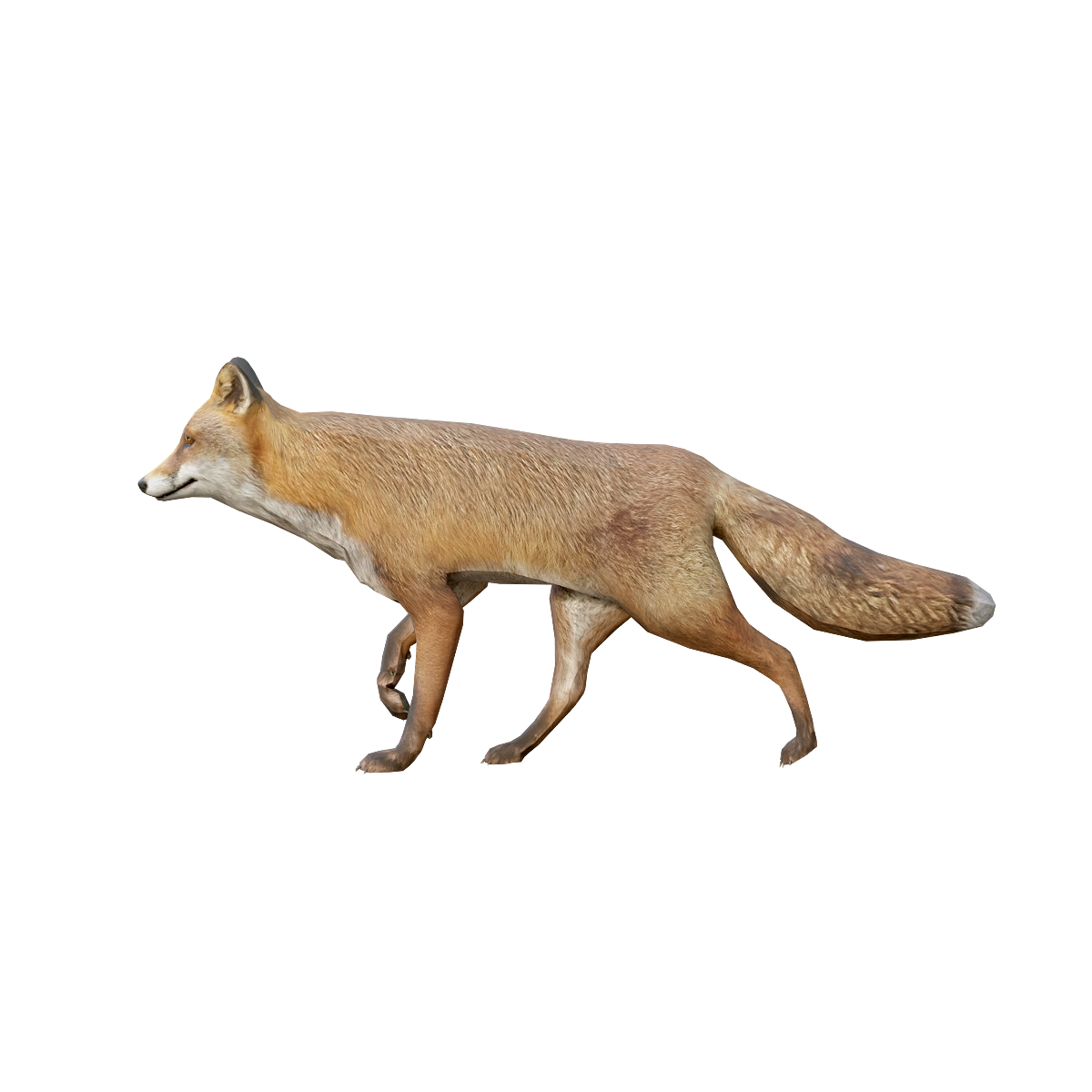 狐狸3D模型动画 | 食肉动物,狐狸,哺乳动物,夜行性动物,狐狸3D模型,狐狸3D动画,狐属,犬科动物,独自栖息,性情狡猾,3D模型,3D打印,3D素材,obj,glTF,fbx,dae,stl,3ds,glb,usdz,3dmax,blender模型,VisionPro,3D建模,3D扫描,3d打印模型
