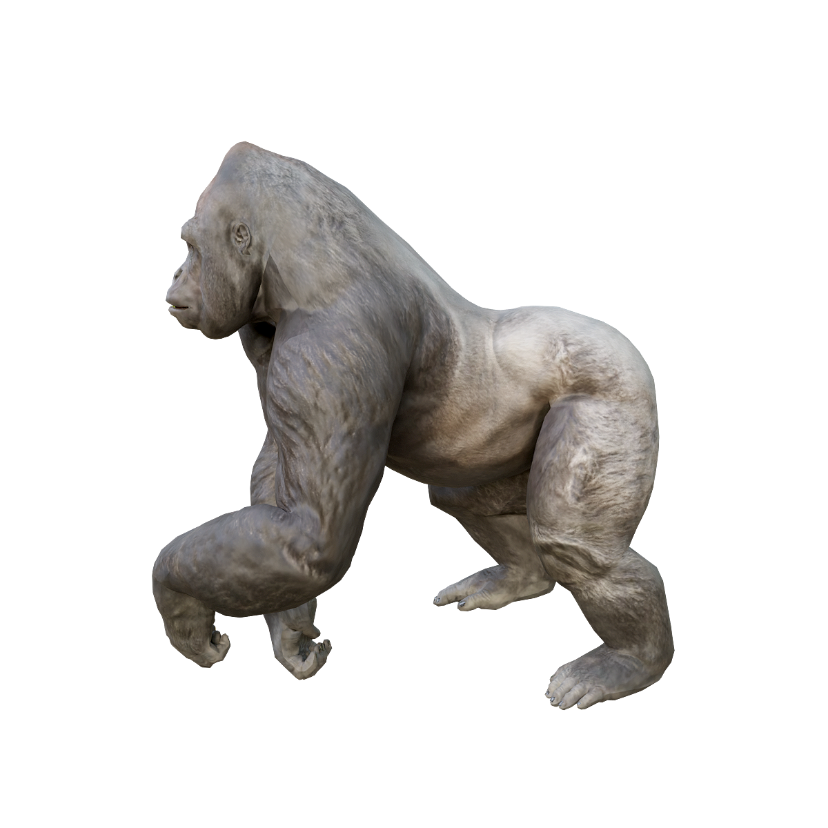 大猩猩（雄性）3D模型动画 | 哺乳动物,杂食动物,灵长目,人科,大猩猩3D模型,昼行性动物,雄性大猩猩,大猩猩3D动画,大型人猿,与人类基因组的相似度高达98%,3D模型,3D打印,3D素材,obj,glTF,fbx,dae,stl,3ds,glb,usdz,3dmax,blender模型,VisionPro,3D建模,3D扫描,3d打印模型