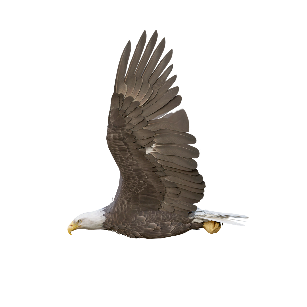 白头海雕模型3D动画 | 食肉动物,大型猛禽,飞行动物,白头海雕,老鹰3D模型,老鹰3D动画,美国国鸟,主要捕食鱼类和水鸟,视力非常锐利,飞行能力极强,3D模型,3D打印,3D素材,obj,glTF,fbx,dae,stl,3ds,glb,usdz,3dmax,blender模型,VisionPro,3D建模,3D扫描,3d打印模型