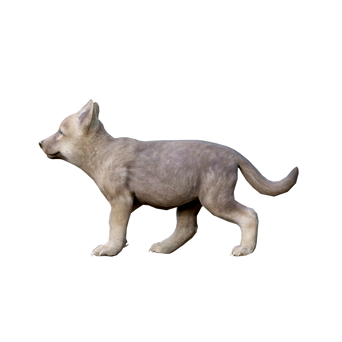 灰狼（幼崽）3D模型动画 | 食肉动物,哺乳动物,群居动物,社会性动物,适应能力强,顶级捕食者,灰狼3D模型,灰狼3D动画,机会主义者动物,幼崽灰狼,3D模型,3D打印,3D素材,obj,glTF,fbx,dae,stl,3ds,glb,usdz,3dmax,blender模型,VisionPro,3D建模,3D扫描,3d打印模型