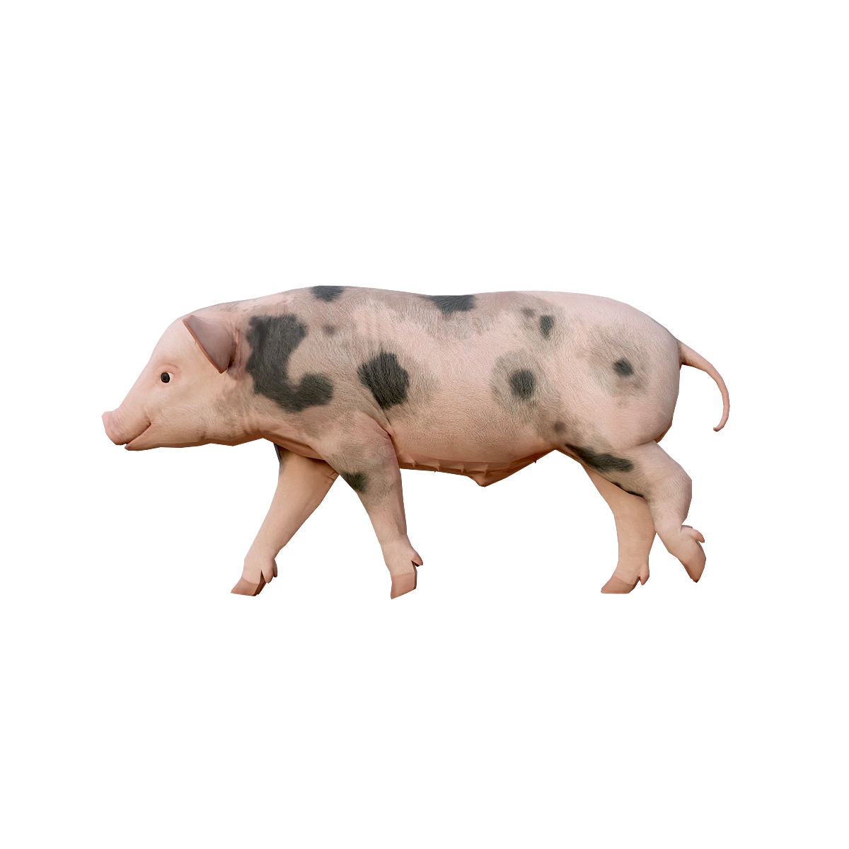 猪（幼崽）3D模型动画 | 哺乳动物,家畜,杂食动物,脊椎动物,四足型动物,猪3D模型,猪3D动画,繁殖能力强,经济动物,幼崽猪,3D模型,3D打印,3D素材,obj,glTF,fbx,dae,stl,3ds,glb,usdz,3dmax,blender模型,VisionPro,3D建模,3D扫描,3d打印模型