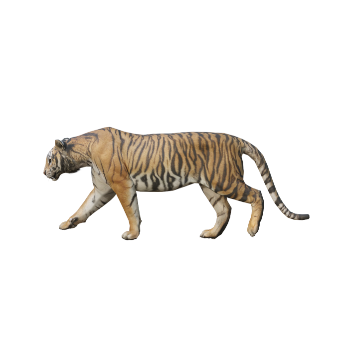 食肉动物,哺乳动物,猫科动物,顶级捕食者,老虎3d模型,老虎3d动画逄 