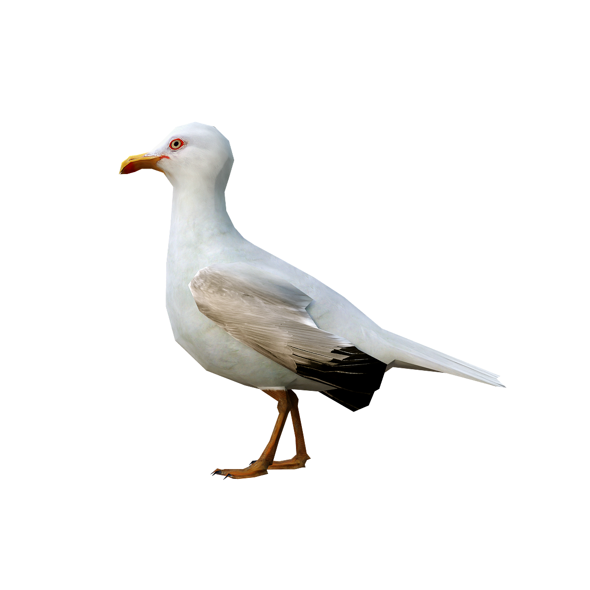 海鸥3D模型带动画 | 鸟类,杂食动物,群居动物,海鸥,海鸥3D模型,候鸟,飞行动物,适应力强,海鸥3D动画,鸥科,3D模型,3D打印,3D素材,obj,glTF,fbx,dae,stl,3ds,glb,usdz,3dmax,blender模型,VisionPro,3D建模,3D扫描,3d打印模型