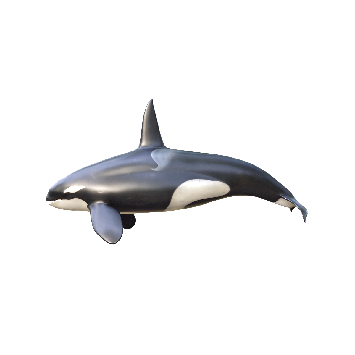 虎鲸（带3D动画模型） | 食肉动物,海洋动物,群居动物,海豚科,虎鲸,顶级捕食者,虎鲸3D模型,虎鲸3D动画,身体呈流线型,高度社会化动物,3D模型,3D打印,3D素材,obj,glTF,fbx,dae,stl,3ds,glb,usdz,3dmax,blender模型,VisionPro,3D建模,3D扫描,3d打印模型