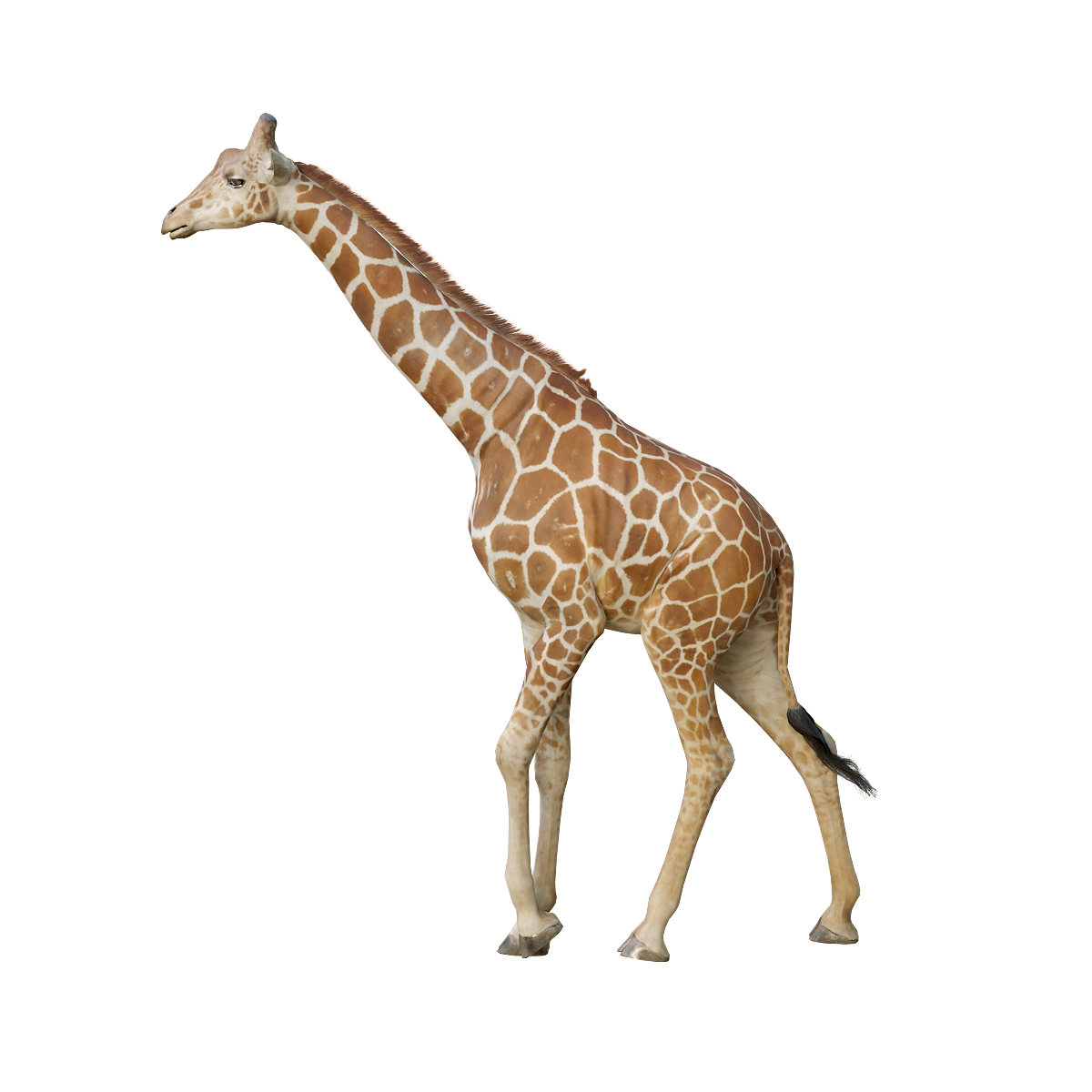 长颈鹿（雄性）3D模型动画 | 食草动物,哺乳动物,胎生动物,四足型动物,长颈鹿3D模型,长颈鹿3D动画,现存最高的陆地动物,雄性长颈鹿,非洲稀树草原地带代表性动物之一,现分布于非洲,3D模型,3D打印,3D素材,obj,glTF,fbx,dae,stl,3ds,glb,usdz,3dmax,blender模型,VisionPro,3D建模,3D扫描,3d打印模型