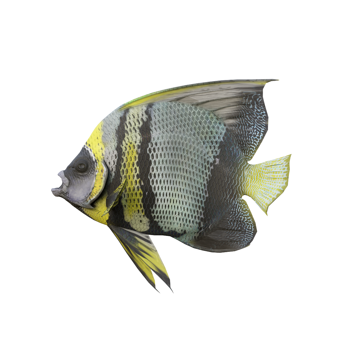 法国神仙鱼3D动画模型 | 食肉动物,海洋动物,观赏鱼,性格温和,天使鱼,法国神仙鱼,神仙鱼3D模型,神仙鱼3D动画,碟鱼,“水族箱中的蝴蝶”,3D模型,3D打印,3D素材,obj,glTF,fbx,dae,stl,3ds,glb,usdz,3dmax,blender模型,VisionPro,3D建模,3D扫描,3d打印模型