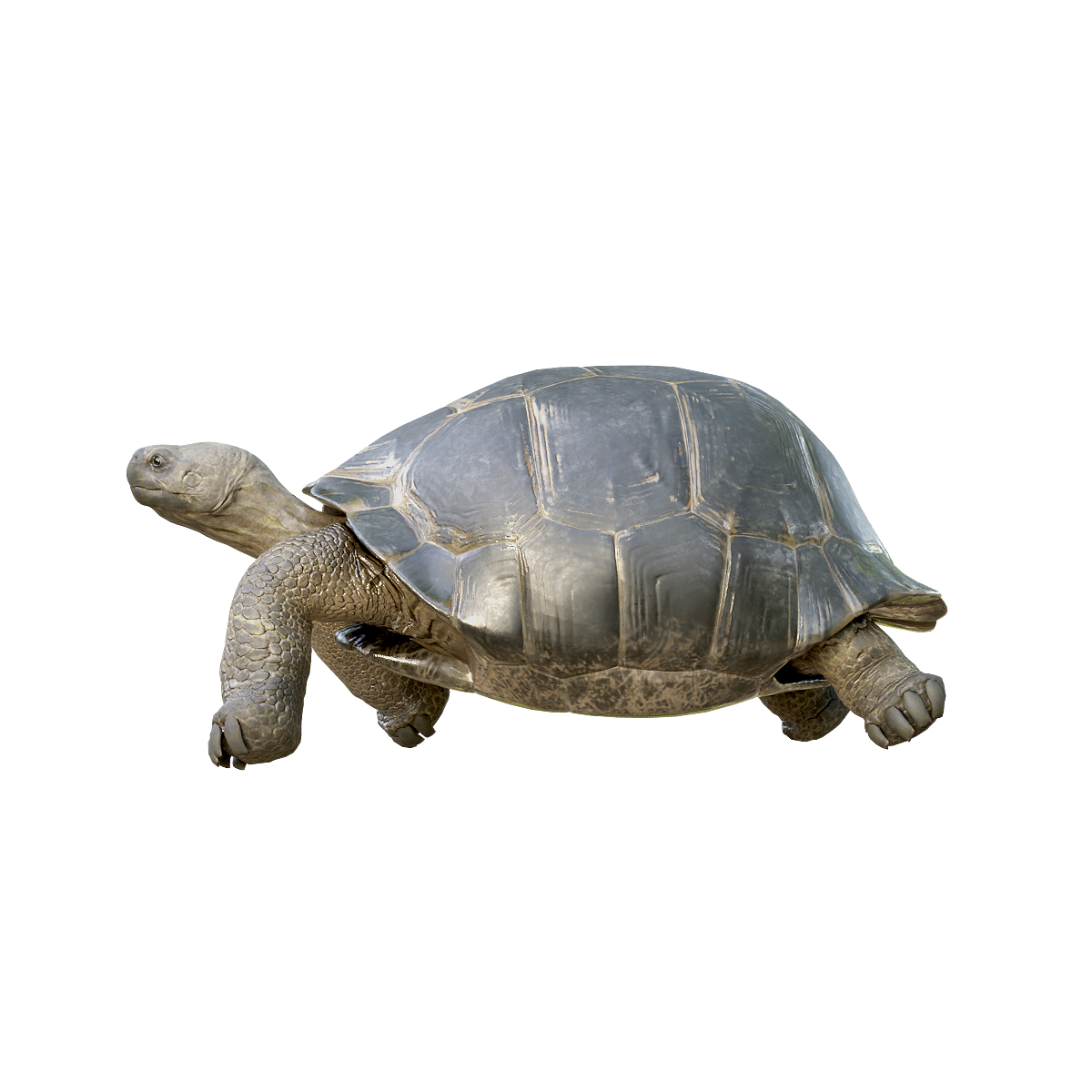 加拉帕戈斯象龟3D动画模型 | 食草动物,爬行动物,陆龟3D模型,濒危物种,加拉帕戈斯象龟,行动缓慢,陆龟3D动画,生活在厄瓜多尔加拉帕戈斯群岛,大型陆龟,世界上现存最大的龟类之一,3D模型,3D打印,3D素材,obj,glTF,fbx,dae,stl,3ds,glb,usdz,3dmax,blender模型,VisionPro,3D建模,3D扫描,3d打印模型