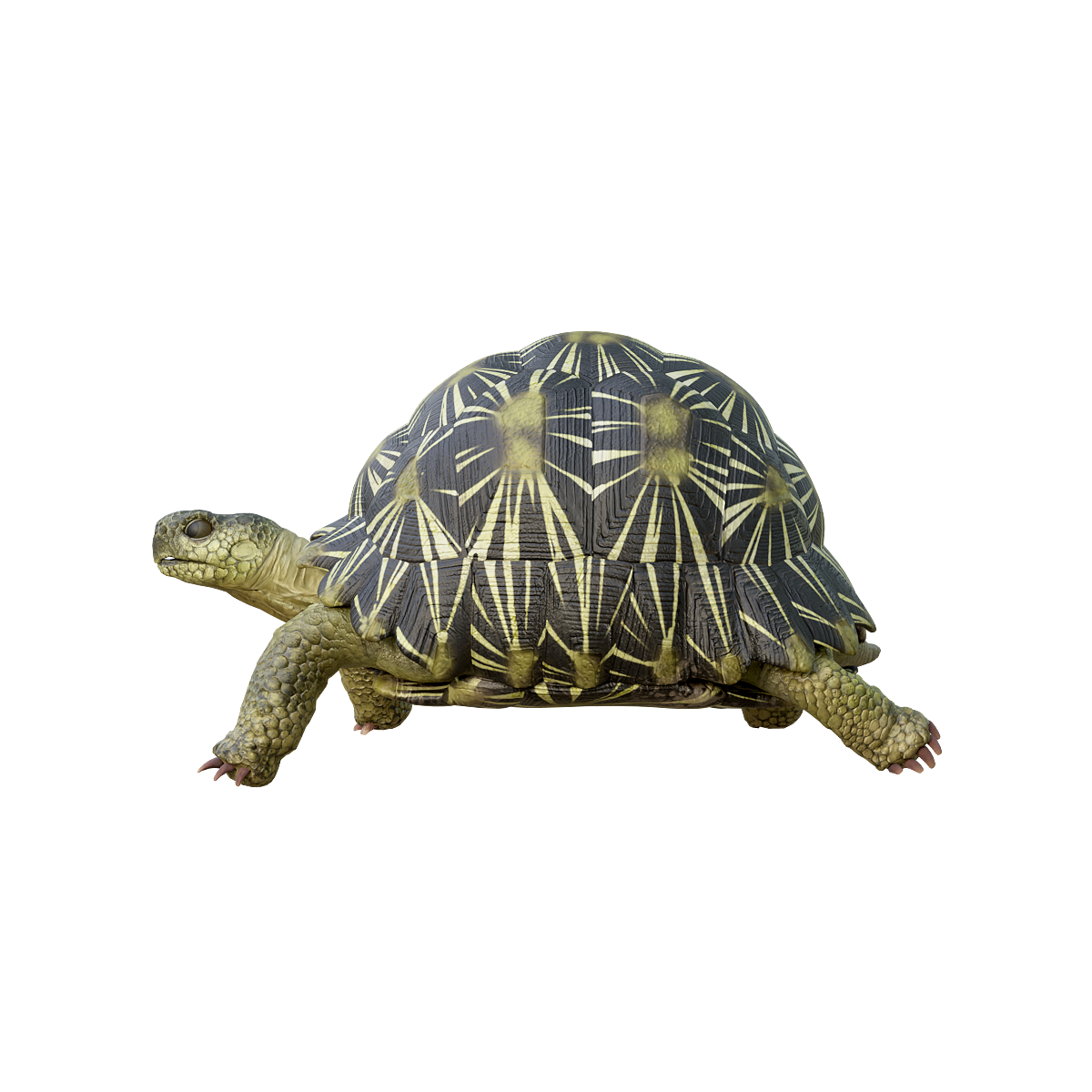 射纹龟（带3D动画模型） | 爬行动物,杂食动物,乌龟3D模型,宠物龟,善于游泳和潜水,射纹龟,乌龟3D动画,淡水龟,小型至中型龟,原产于北美洲,3D模型,3D打印,3D素材,obj,glTF,fbx,dae,stl,3ds,glb,usdz,3dmax,blender模型,VisionPro,3D建模,3D扫描,3d打印模型