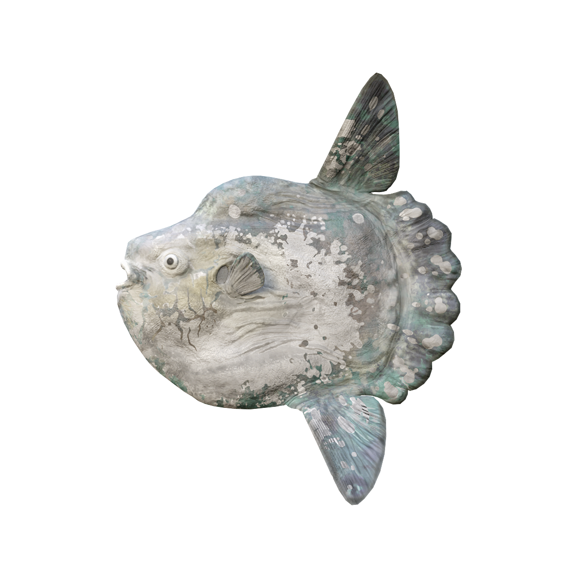 翻车鲀3D模型动画 | 鱼类,海洋动物,杂食动物,大型动物,翻车鲀,翻车鱼,太阳鱼,生活在热带和亚热带海域,翻车鲀3D模型,翻车鲀3D动画,3D模型,3D打印,3D素材,obj,glTF,fbx,dae,stl,3ds,glb,usdz,3dmax,blender模型,VisionPro,3D建模,3D扫描,3d打印模型