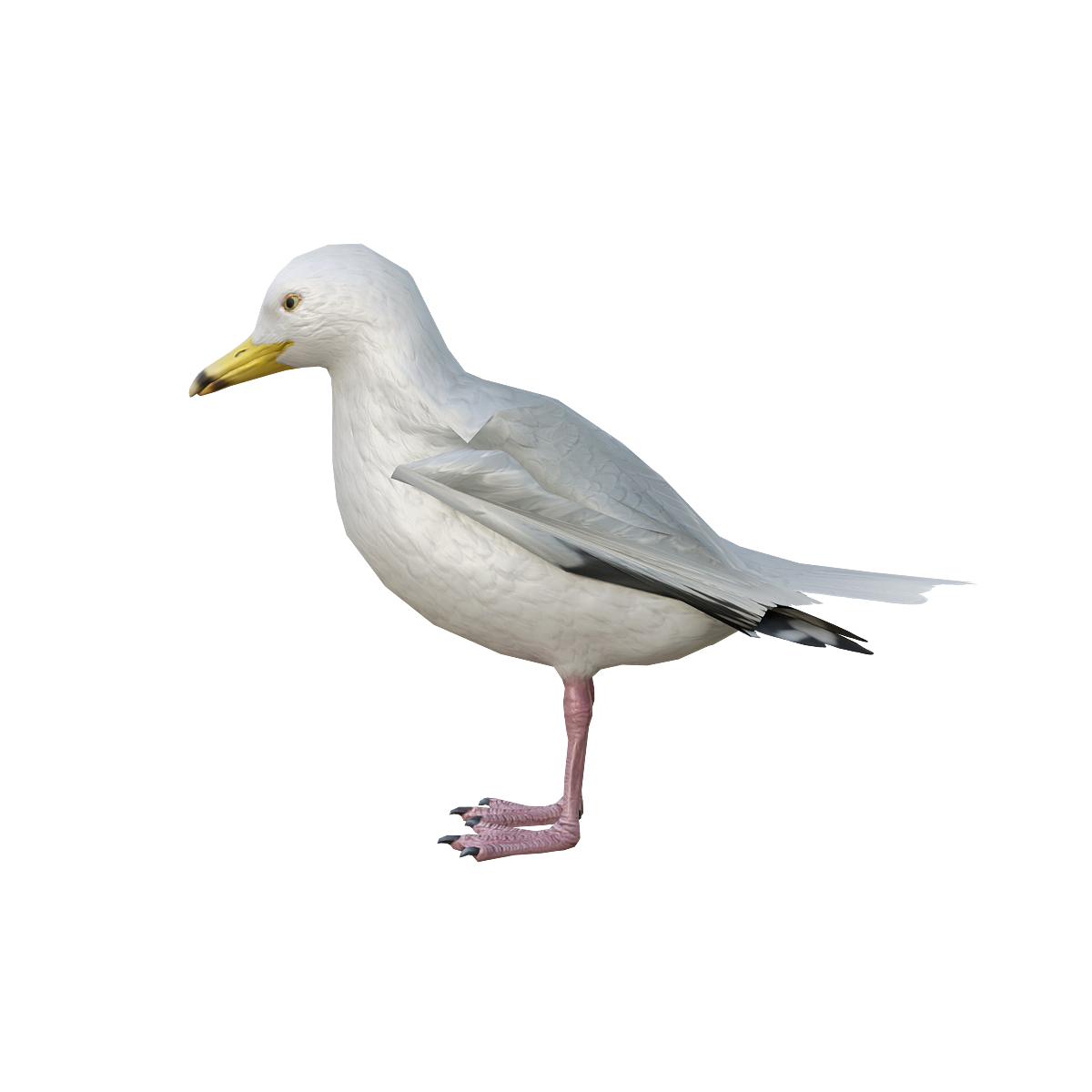 海鸥带3D模型动画 | 鸟类,杂食动物,群居动物,海鸟,社会性动物,海鸥,海鸥3D模型,适应能力强,飞行动物,海鸥3D动画,3D模型,3D打印,3D素材,obj,glTF,fbx,dae,stl,3ds,glb,usdz,3dmax,blender模型,VisionPro,3D建模,3D扫描,3d打印模型