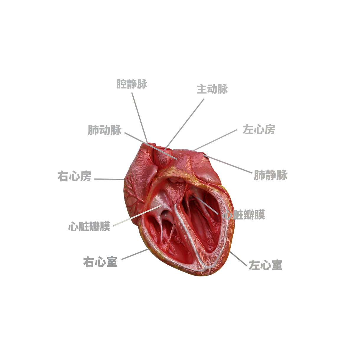 心脏结构图3D动画模型glb | 心脏3D模型,人体器官,器官,心脏跳动,核心器官,拳头大小,供血,glb格式,心脏结构图,心脏3D动画,3D模型,3D打印,3D素材,obj,glTF,fbx,dae,stl,3ds,glb,usdz,3dmax,blender模型,VisionPro,3D建模,3D扫描,3d打印模型