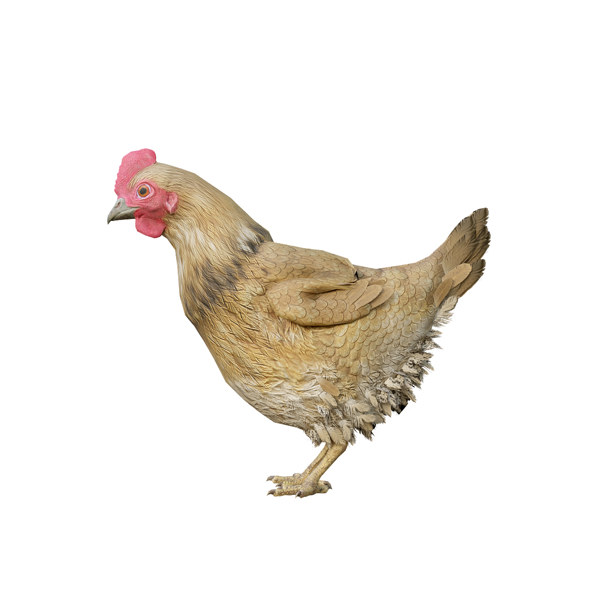 母鸡3D模型带动画fbx | 家禽,杂食动物,性格温和,适应性强,母鸡,鸡3D模型,鸡3D动画,鸡科,人类最早驯化的鸟类之一,产蛋和孵化,3D模型,3D打印,3D素材,obj,glTF,fbx,dae,stl,3ds,glb,usdz,3dmax,blender模型,VisionPro,3D建模,3D扫描,3d打印模型