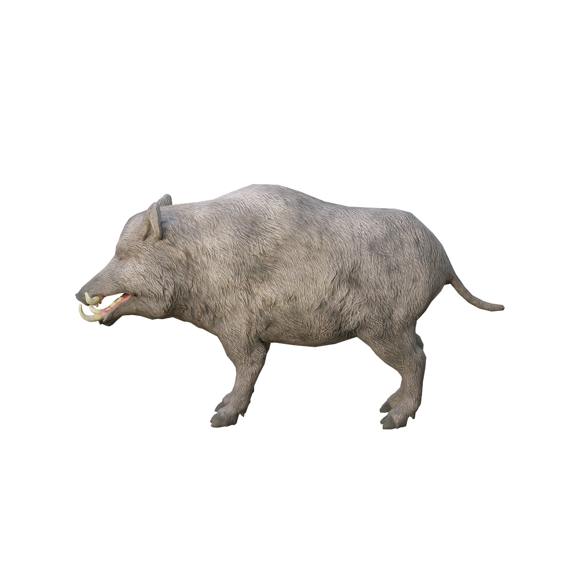 野猪3D模型动画blender | 野生动物,哺乳动物,杂食动物,野猪,山猪,嗅觉灵敏,适应性强,野猪3D模型,野猪3D动画,中型动物,3D模型,3D打印,3D素材,obj,glTF,fbx,dae,stl,3ds,glb,usdz,3dmax,blender模型,VisionPro,3D建模,3D扫描,3d打印模型