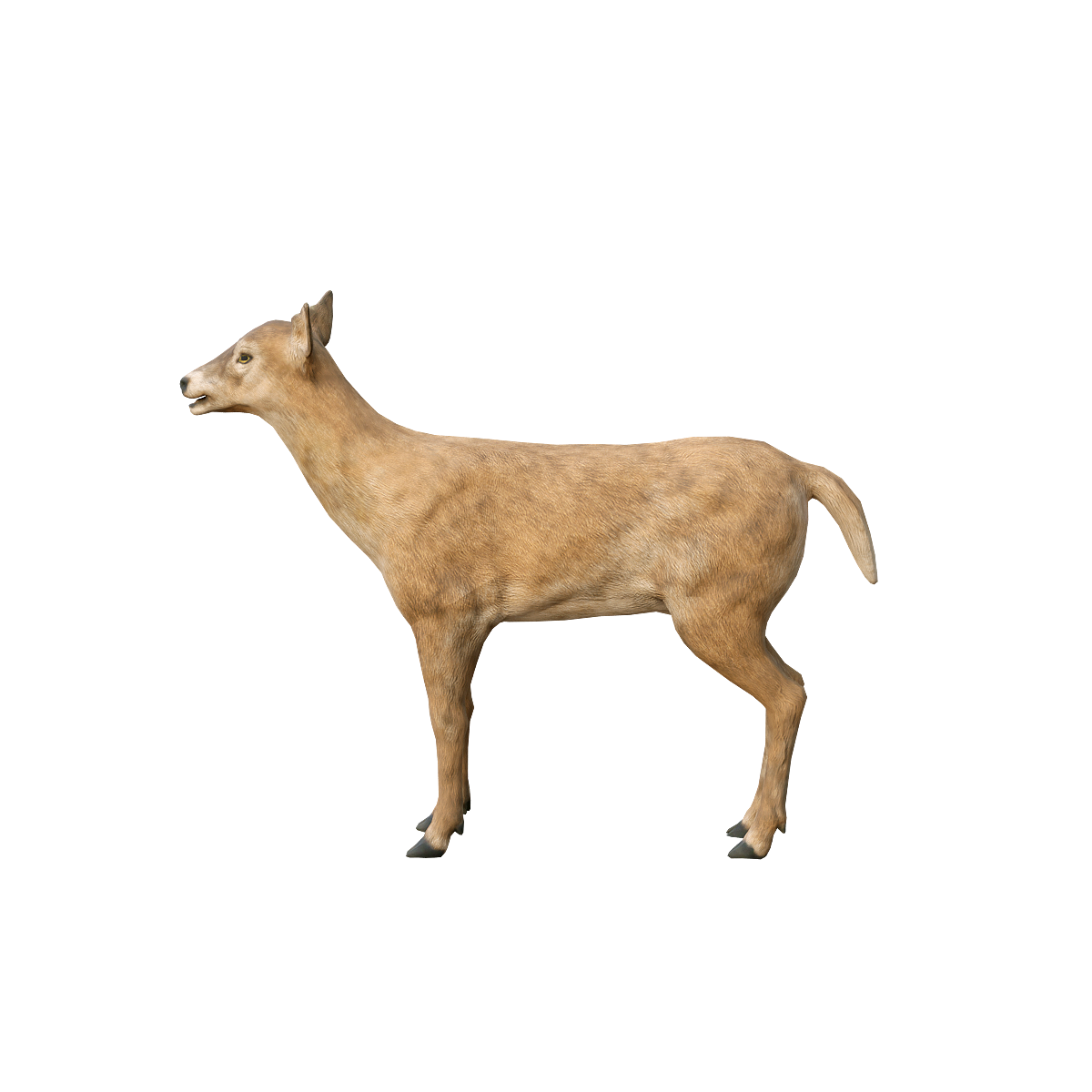 雌鹿3D模型带动画fbx | 食草动物,哺乳动物,鹿3D模型,鹿科,性情温顺,体态优雅,鹿3D动画,雌鹿,敏锐的感官,快速的反应能力,3D模型,3D打印,3D素材,obj,glTF,fbx,dae,stl,3ds,glb,usdz,3dmax,blender模型,VisionPro,3D建模,3D扫描,3d打印模型