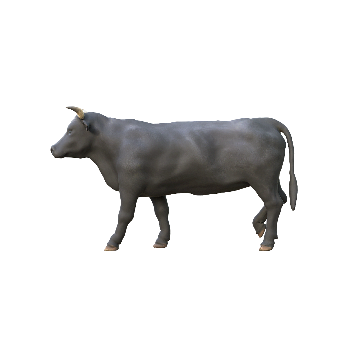 黑公牛3D模型带动画 | 食草动物,哺乳动物,家畜,牛科,性格温和,黑公牛,公牛3D模型,公牛3D动画,常见的家畜品种,耕作,3D模型,3D打印,3D素材,obj,glTF,fbx,dae,stl,3ds,glb,usdz,3dmax,blender模型,VisionPro,3D建模,3D扫描,3d打印模型