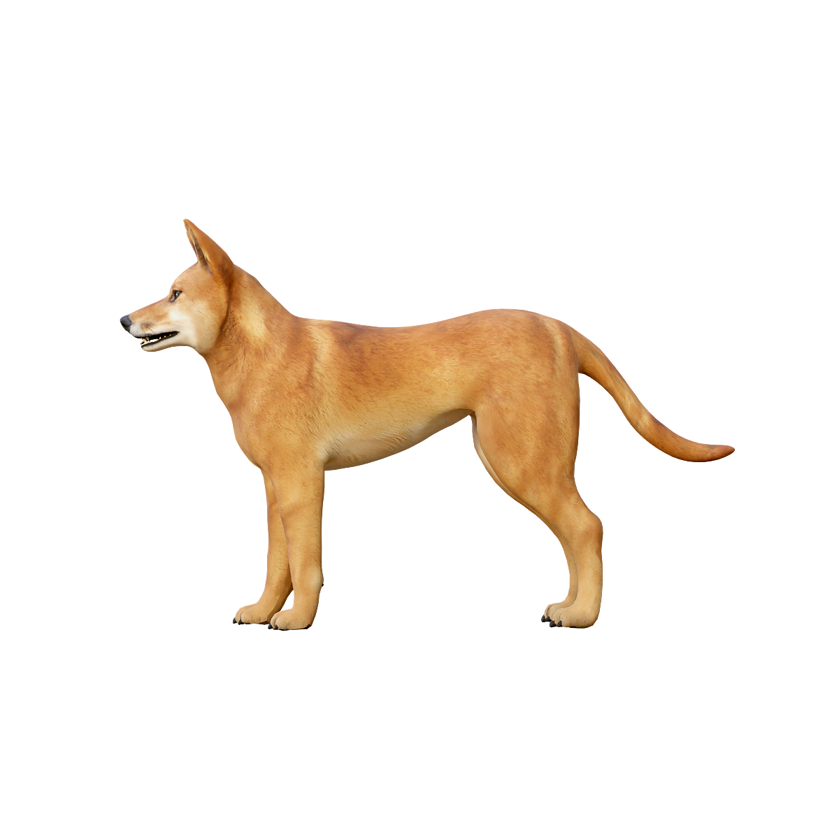 柴犬3D动画模型 | 食肉动物,哺乳动物,犬科,体型中等,适应力强,柴犬,柴犬3D模型,日本犬,聪明独立,动作敏捷,3D模型,3D打印,3D素材,obj,glTF,fbx,dae,stl,3ds,glb,usdz,3dmax,blender模型,VisionPro,3D建模,3D扫描,3d打印模型