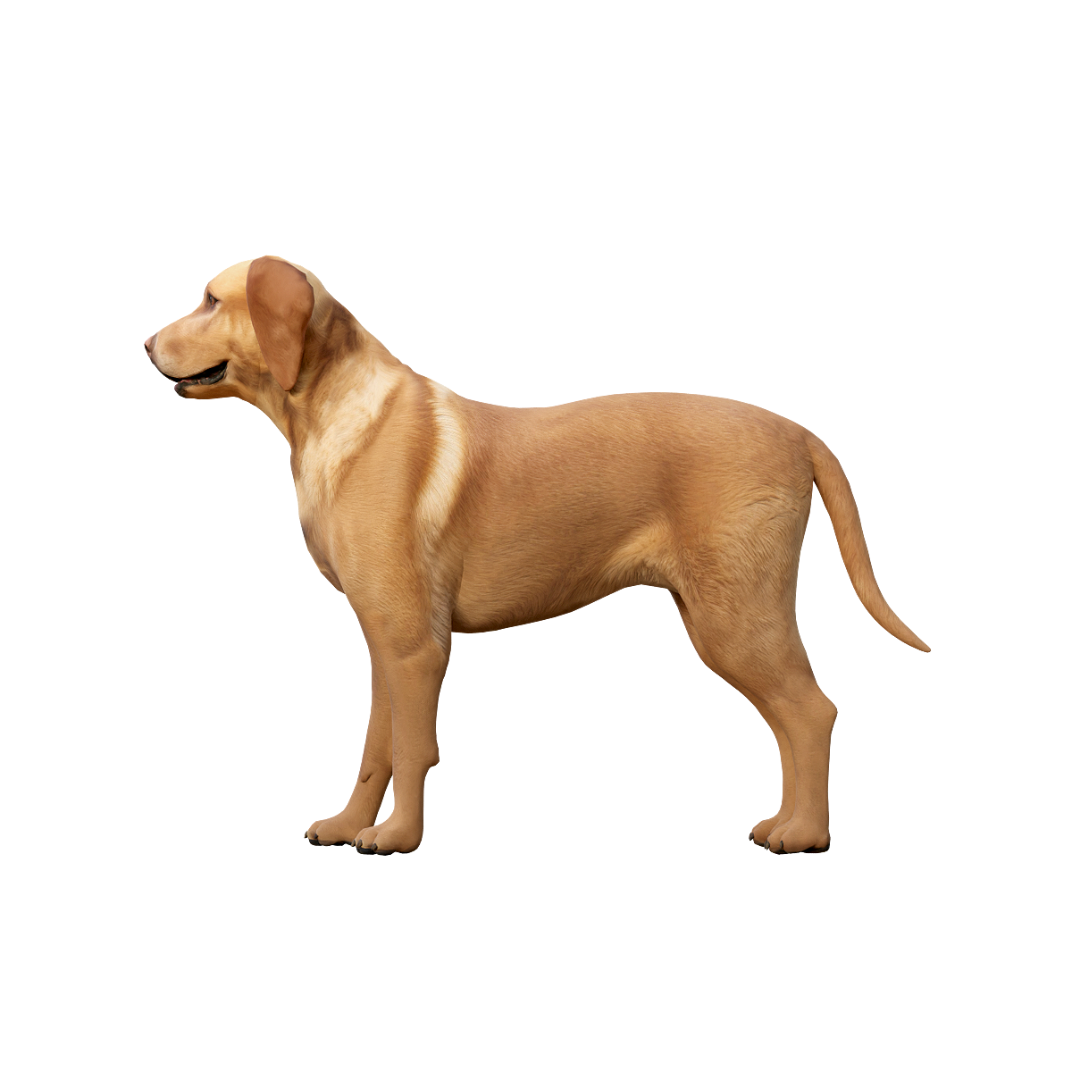 拉布拉多猎犬（带3D动画模型）glb | 食肉动物,哺乳动物,拉布拉多猎犬,喜欢与人互动,拉布拉多3D模型,拉布拉多3D动画,起源于加拿大,中型至大型犬种,聪明和多功能性,耐心活泼,3D模型,3D打印,3D素材,obj,glTF,fbx,dae,stl,3ds,glb,usdz,3dmax,blender模型,VisionPro,3D建模,3D扫描,3d打印模型