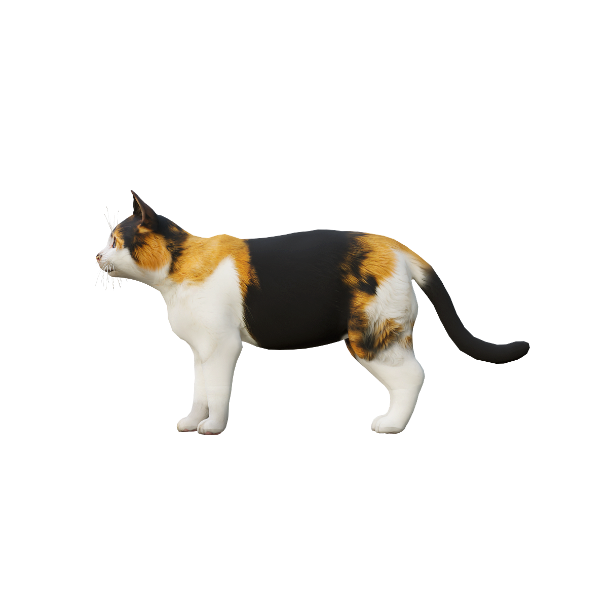 三花猫（带3D动画模型）blender | 食肉动物,哺乳动物,适应性强,好奇心强,活泼好动,家猫3D模型,家猫3D动画,三花猫,“玳瑁白色”,“龟甲色”,3D模型,3D打印,3D素材,obj,glTF,fbx,dae,stl,3ds,glb,usdz,3dmax,blender模型,VisionPro,3D建模,3D扫描,3d打印模型