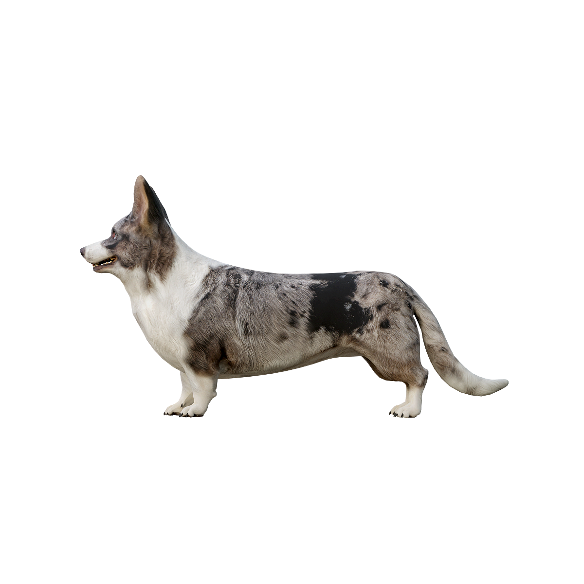 卡迪根威尔士柯基犬3D动画模型 | 食肉动物,哺乳动物,中型犬,活泼好动,牧羊本能,柯基犬3D模型,柯基犬3D动画,卡迪根威尔士柯基犬,起源于英国威尔士的卡迪根郡,聪明友好,3D模型,3D打印,3D素材,obj,glTF,fbx,dae,stl,3ds,glb,usdz,3dmax,blender模型,VisionPro,3D建模,3D扫描,3d打印模型