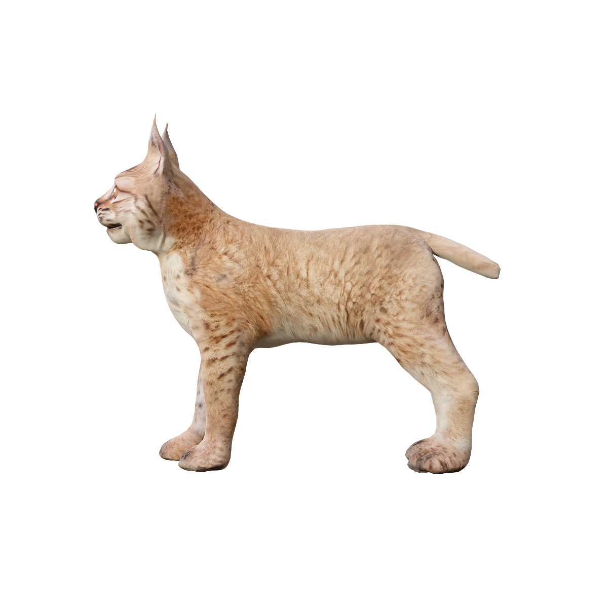 欧亚猞猁幼崽3D模型带动画