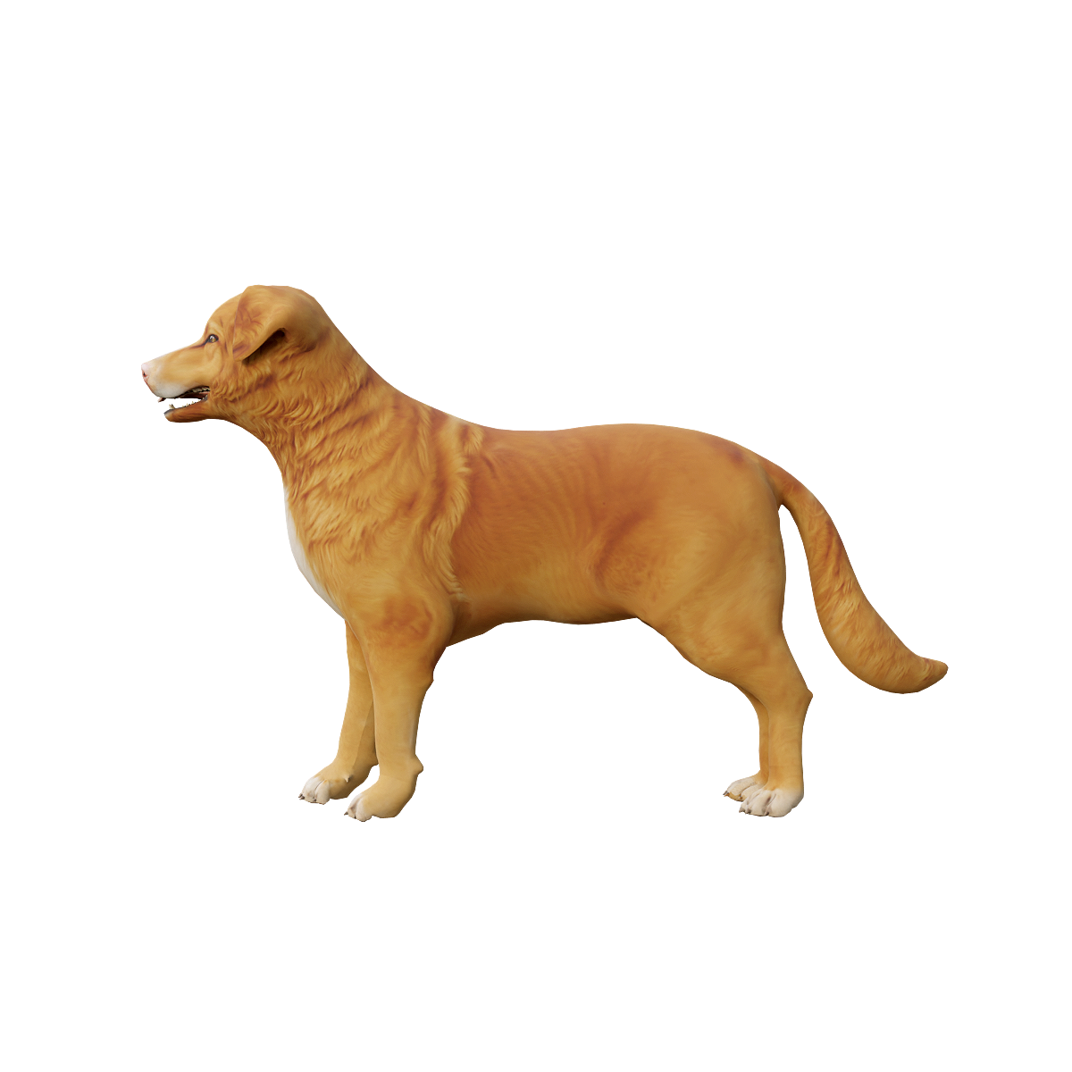 新斯科舍猎鸭寻猎犬3D动画模型 | 食肉动物,哺乳动物,工作犬,聪明活泼,猎犬3D模型,猎犬3D动画,新斯科舍猎鸭寻猎犬,独特的捕猎技巧,狩猎本能,起源于加拿大的新斯科舍省,3D模型,3D打印,3D素材,obj,glTF,fbx,dae,stl,3ds,glb,usdz,3dmax,blender模型,VisionPro,3D建模,3D扫描,3d打印模型