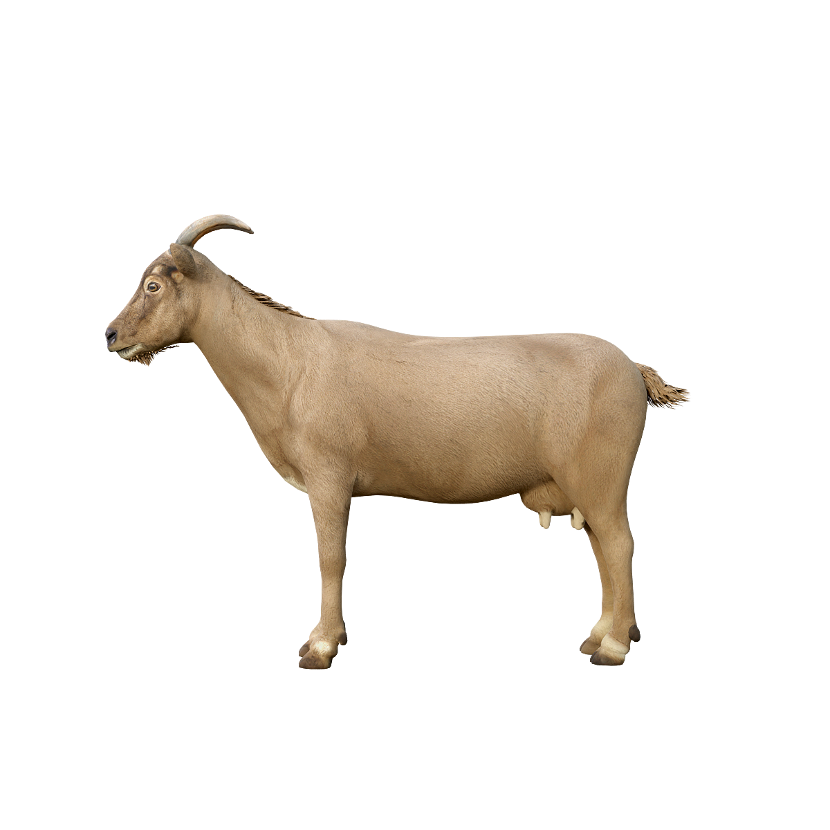 奶山羊（带3D动画模型） | 食草动物,哺乳动物,家畜,性情温顺,适应性强,奶山羊,奶山羊3D模型,奶山羊3D动画,产羊奶,山区和草原地带,3D模型,3D打印,3D素材,obj,glTF,fbx,dae,stl,3ds,glb,usdz,3dmax,blender模型,VisionPro,3D建模,3D扫描,3d打印模型
