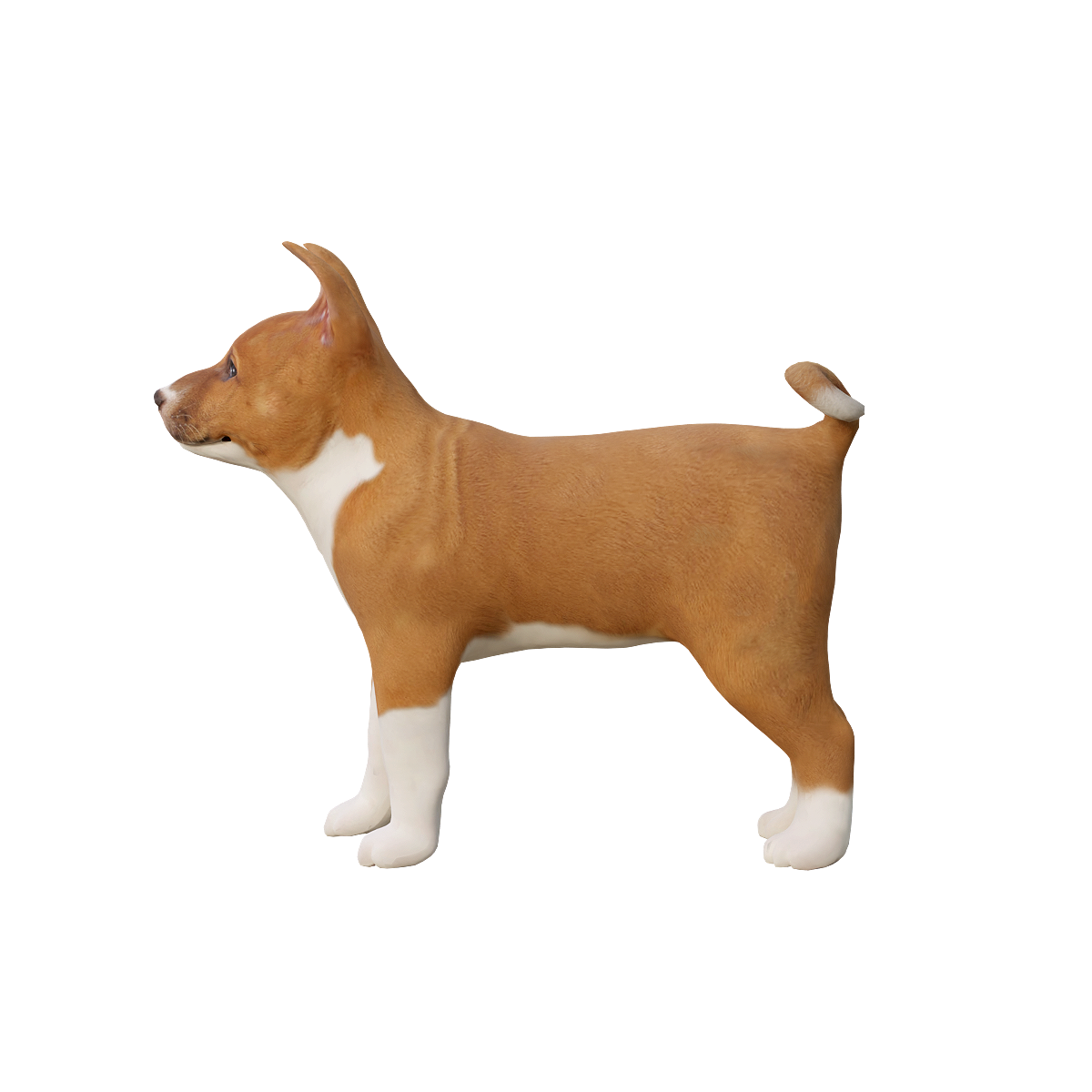 巴仙吉犬幼崽（3D模型带动画） | 食肉动物,哺乳动物,速度敏捷,聪明独立,猎犬3D模型,猎犬3D动画,巴仙吉犬,有很强的好奇心和狩猎本能,巴仙吉犬幼崽,原产于非洲中部地区小型至中型的犬种,3D模型,3D打印,3D素材,obj,glTF,fbx,dae,stl,3ds,glb,usdz,3dmax,blender模型,VisionPro,3D建模,3D扫描,3d打印模型