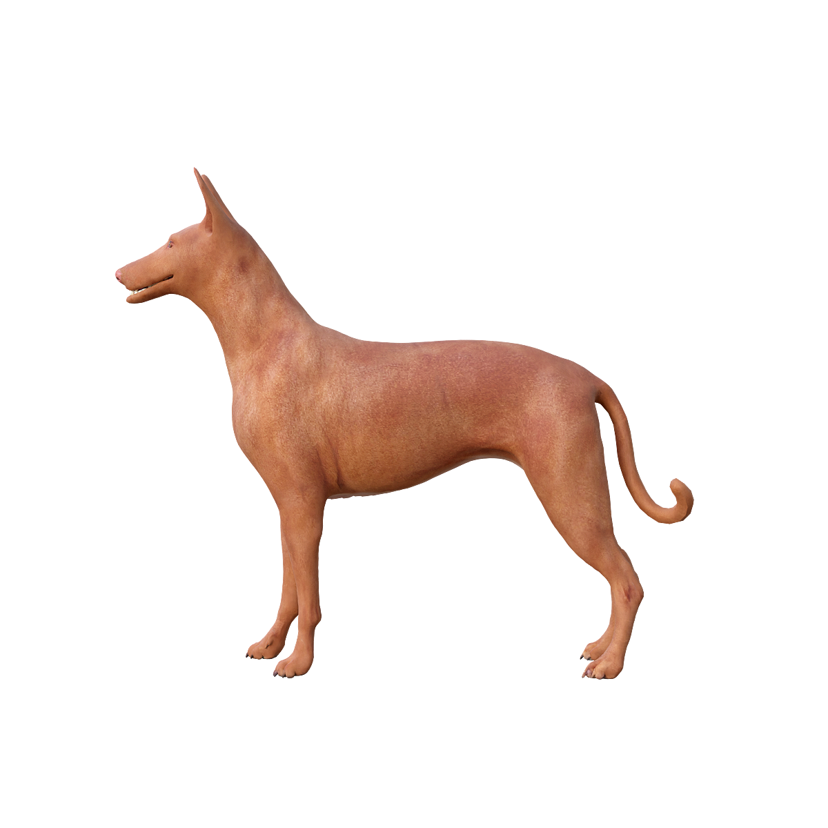 法老王猎犬3D模型带动画 | 食肉动物,哺乳动物,速度敏捷,猎犬3D模型,猎犬3D动画,法老王猎犬,古老而优雅的中型犬,世界上最古老的犬种之一,活泼友好,视力出色,3D模型,3D打印,3D素材,obj,glTF,fbx,dae,stl,3ds,glb,usdz,3dmax,blender模型,VisionPro,3D建模,3D扫描,3d打印模型