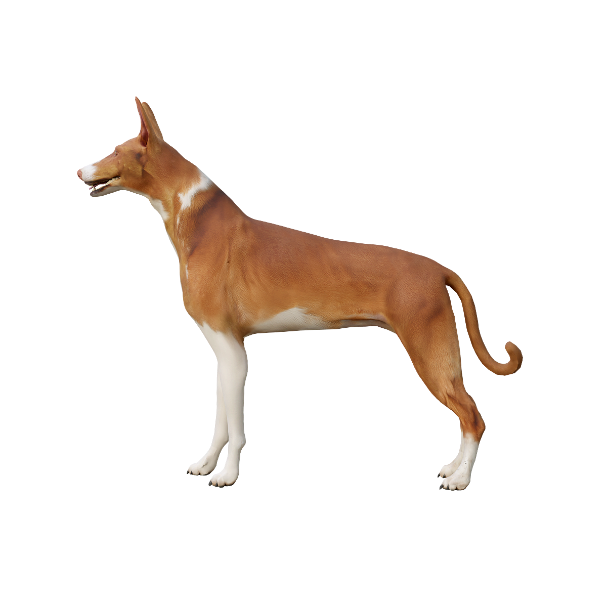 伊比赞猎犬3D动画模型 | 食肉动物,哺乳动物,速度敏捷,聪明独立,猎犬3D模型,猎犬3D动画,伊比赞猎犬,优雅、力量与速度兼备,大型视觉猎犬,敏锐的视觉和嗅觉,3D模型,3D打印,3D素材,obj,glTF,fbx,dae,stl,3ds,glb,usdz,3dmax,blender模型,VisionPro,3D建模,3D扫描,3d打印模型