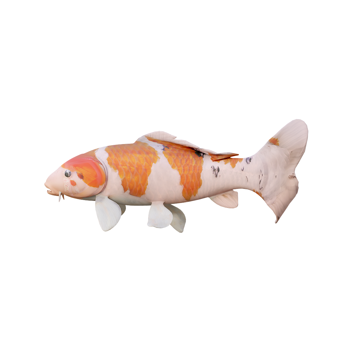 锦鲤（橙斑点）3D模型动画 | 杂食动物,观赏鱼,性情温顺,锦鲤3D模型,锦鲤3D动画,适应性强,“观赏鱼之王”,“活的宝石”,“会游泳的艺术品”,橙斑点锦鲤,3D模型,3D打印,3D素材,obj,glTF,fbx,dae,stl,3ds,glb,usdz,3dmax,blender模型,VisionPro,3D建模,3D扫描,3d打印模型