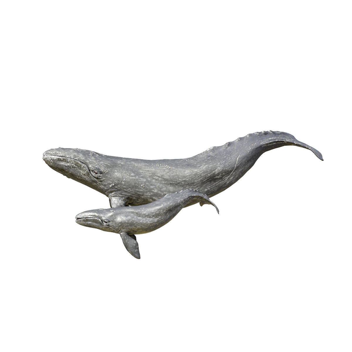 灰鲸母子3D动画模型 | 食肉动物,哺乳动物,海洋动物,灰鲸母子,灰鲸3D模型,灰鲸3D动画,东洋鲸,黑鲸,北太平洋的中型鲸类,长距离迁徙者,3D模型,3D打印,3D素材,obj,glTF,fbx,dae,stl,3ds,glb,usdz,3dmax,blender模型,VisionPro,3D建模,3D扫描,3d打印模型