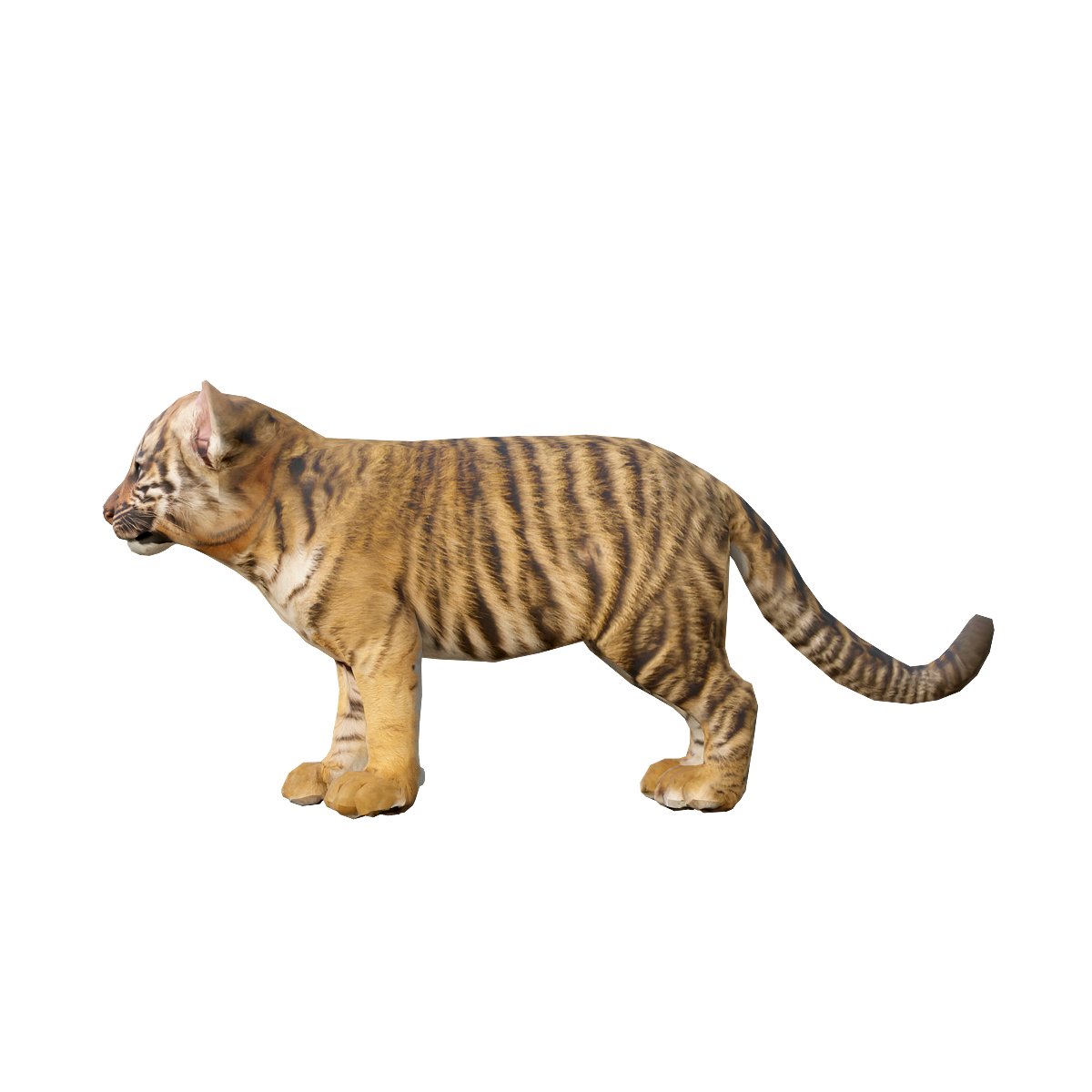 老虎幼崽3D模型带动画 | 食肉动物,哺乳动物,夜行性动物,独居动物,老虎3D模型,老虎3D动画,出色的潜行能力,猫科动物中体型最大的成员之一,老虎幼崽,狩猎技巧,3D模型,3D打印,3D素材,obj,glTF,fbx,dae,stl,3ds,glb,usdz,3dmax,blender模型,VisionPro,3D建模,3D扫描,3d打印模型