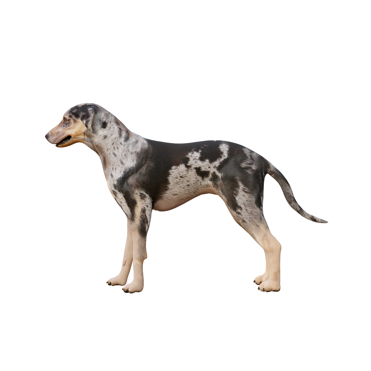 路易斯安那卡他豪拉豹犬3D模型动画 | 食肉动物,哺乳动物,猎犬3D模型,猎犬3D动画,路易斯安那卡他豪拉豹犬,起源于18世纪美国,勇敢忠诚,嗅觉猎犬,耐寒和适应性强,活泼自信,3D模型,3D打印,3D素材,obj,glTF,fbx,dae,stl,3ds,glb,usdz,3dmax,blender模型,VisionPro,3D建模,3D扫描,3d打印模型