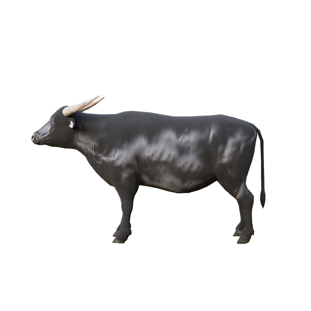 亚洲水牛3D模型动画 | 食草动物,哺乳动物,群居动物,体型庞大,水牛3D模型,水牛3D动画,亚洲水牛,亚洲地区广泛分布的大型草食性哺乳动物,黑色的皮肤,角粗大且弯曲,3D模型,3D打印,3D素材,obj,glTF,fbx,dae,stl,3ds,glb,usdz,3dmax,blender模型,VisionPro,3D建模,3D扫描,3d打印模型