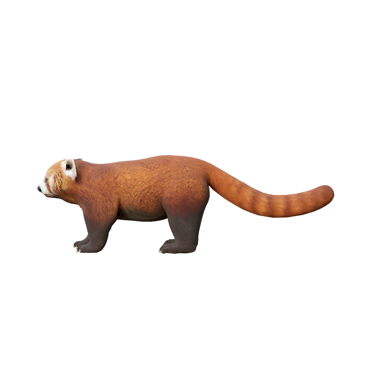 小熊猫(带3D动画模型)