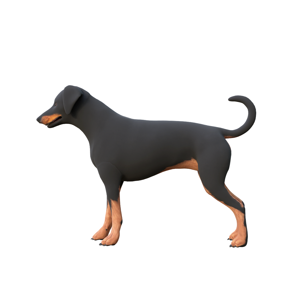 垂耳杜宾犬（带3D动画模型） | 食肉动物,哺乳动物,宠物犬,忠诚勇敢,聪明活泼,垂耳杜宾犬,杜宾犬3D模型,杜宾犬3D动画,耳朵自然下垂,对家庭成员具有强烈的保护欲,3D模型,3D打印,3D素材,obj,glTF,fbx,dae,stl,3ds,glb,usdz,3dmax,blender模型,VisionPro,3D建模,3D扫描,3d打印模型