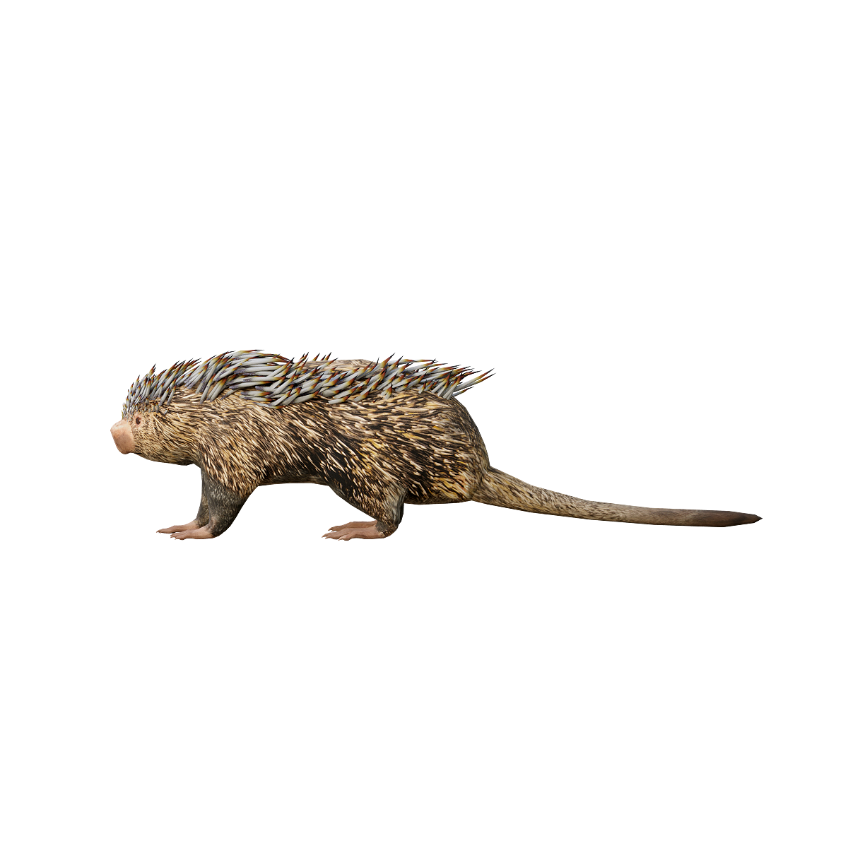 巴西树豪猪3D模型动画 | 哺乳动物,杂食动物,夜行性动物,豪猪3D模型,豪猪3D动画,大型啮齿类动物,豪猪科,巴西树豪猪,背部覆盖锋利的棘刺,生活在南美洲,3D模型,3D打印,3D素材,obj,glTF,fbx,dae,stl,3ds,glb,usdz,3dmax,blender模型,VisionPro,3D建模,3D扫描,3d打印模型